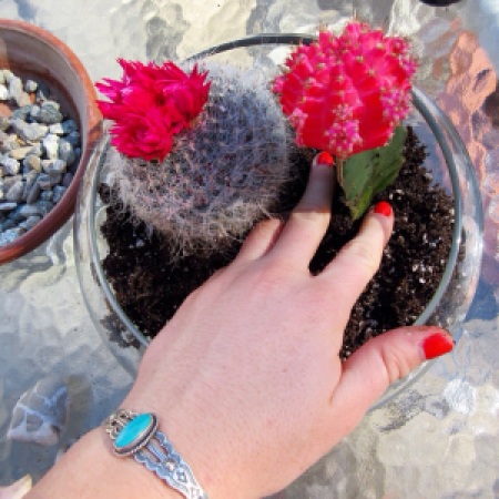 DIY succulent terrarium sustainable daisy thrifting environmental step by step